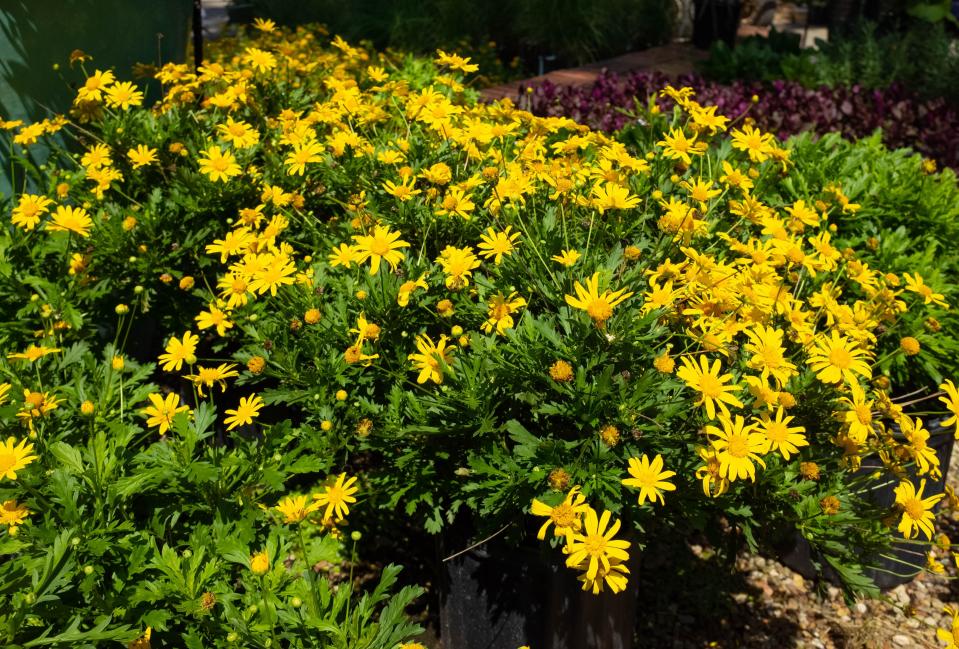 California bush daisy, a perennial, will brighten a sunny area with its bright yellow flowers.