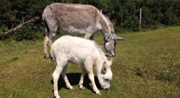 Donkey used in road safety campaign killed by car