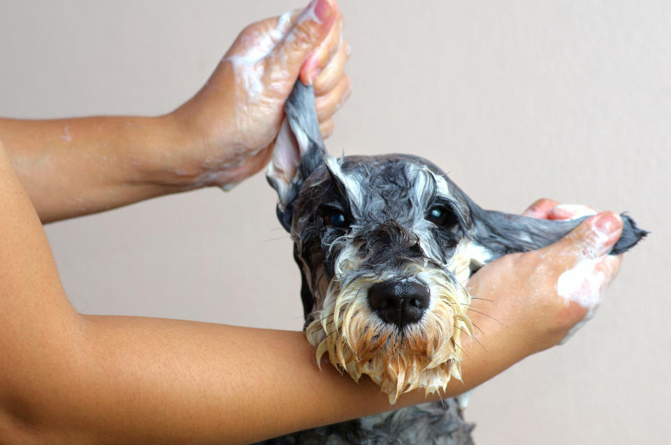 Zu oft solltest du das Fell deines Hundes auf keinen Fall waschen. (Bild: Getty Images)