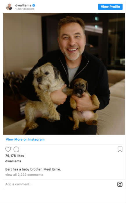 David Walliams' new family dog