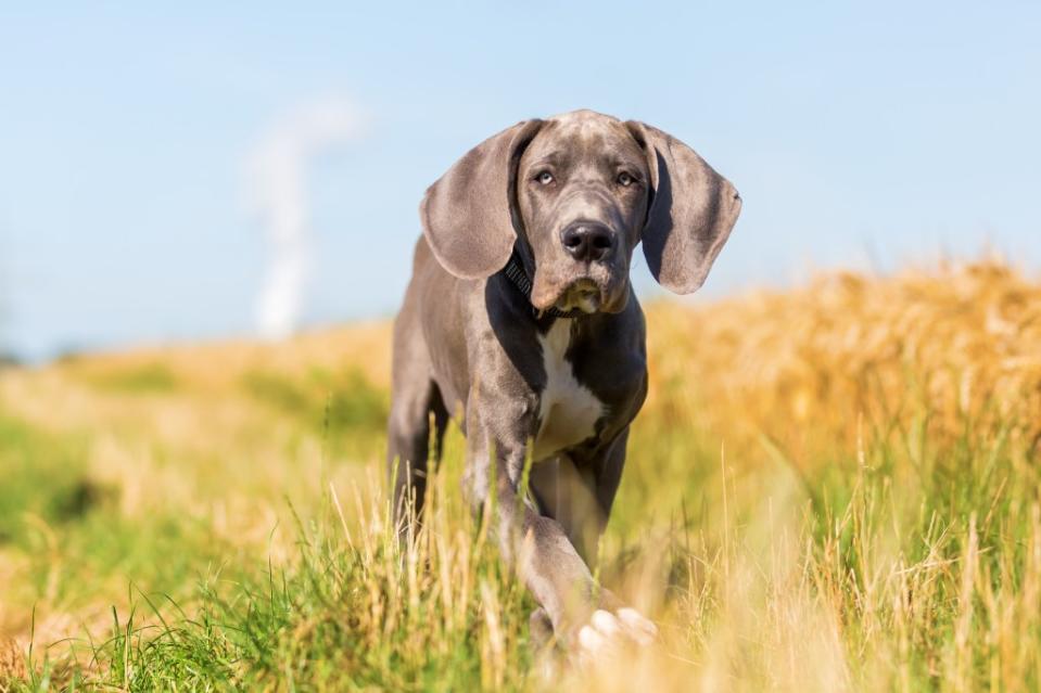 Great Dane puppy runs across the meadow.