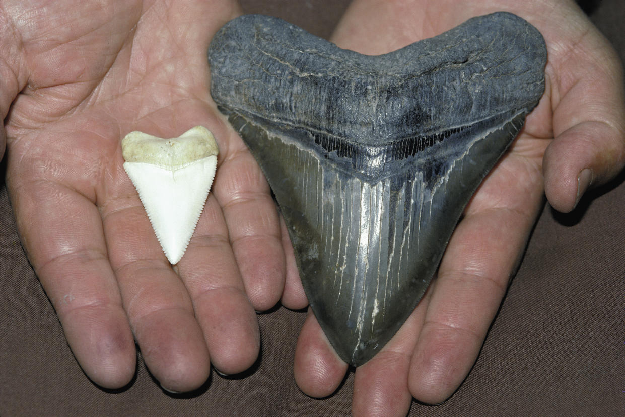 Tooth of Megalodon vs. Great White Shark