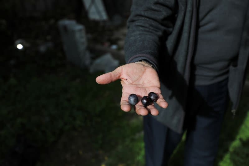 Palestinian Nabil Al-Kurd shows olives grown in the back-yard of his home in east Jerusalem