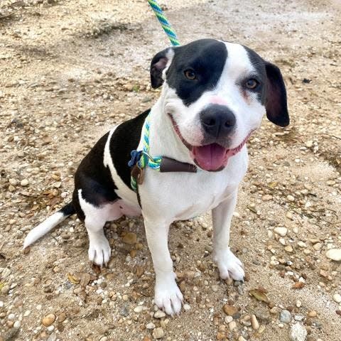 The Escambia County Department of Animal Welfare will waive adoption fees on all dogs in the shelter through Feb. 14. Pictured: Moo Moo Magoo, 1-year-old neutered male.