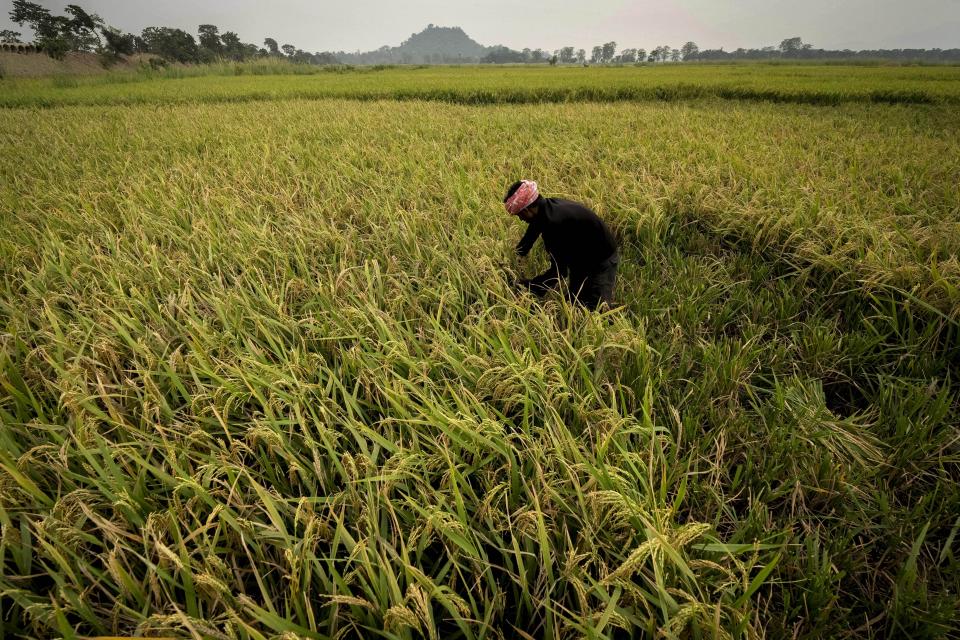 A farmer harvests rice crop in a paddy field on the outskirts of Guwahati, India, Tuesday, June 6, 2023. Experts are warning that rice production across South and Southeast Asia is likely to suffer with the world heading into an El Nino. (AP Photo/Anupam Nath)