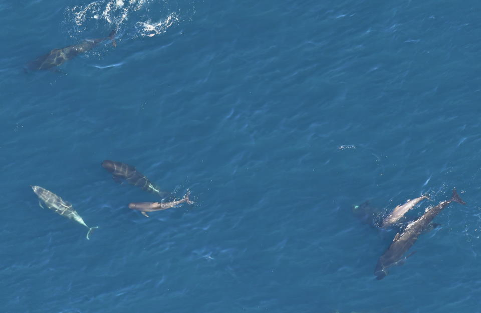 Bottlenose dolphins and pilot whales swim in the Atlantic Ocean in 2017. (Photo: New England Aquarium’s Anderson Center for Ocean Life aerial survey of Northeast Canyons and Seamounts Marine National Monument)