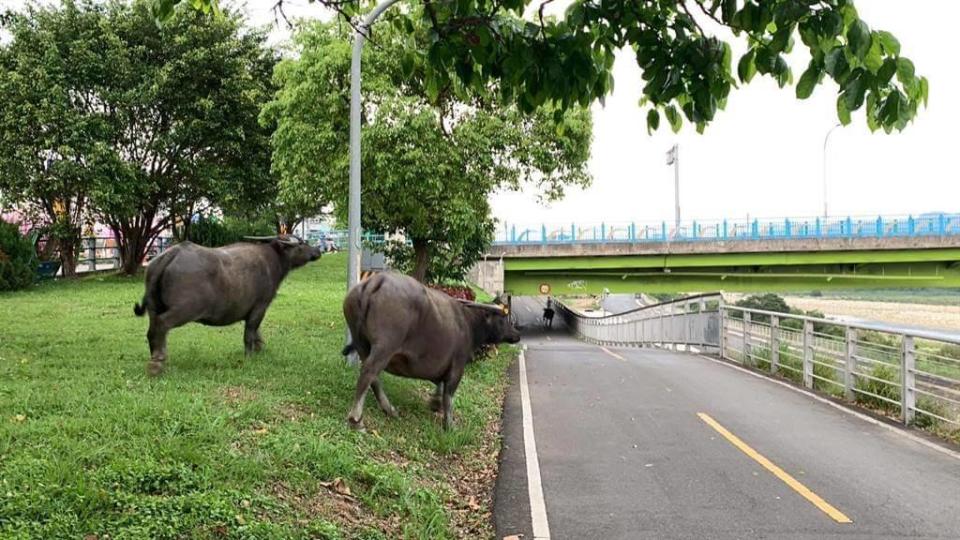 野放水牛現身樹林區大漢溪河濱自行車道。   圖：翻攝Facebook我是樹林人