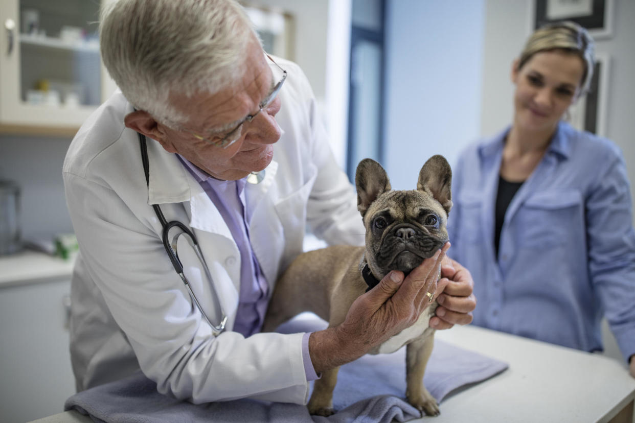 Many people are familiar with the usual ways to secure a low insurance rate. When it comes to pet insurance, however, owners have a unique resource: their veterinarian. / Credit: Westend61