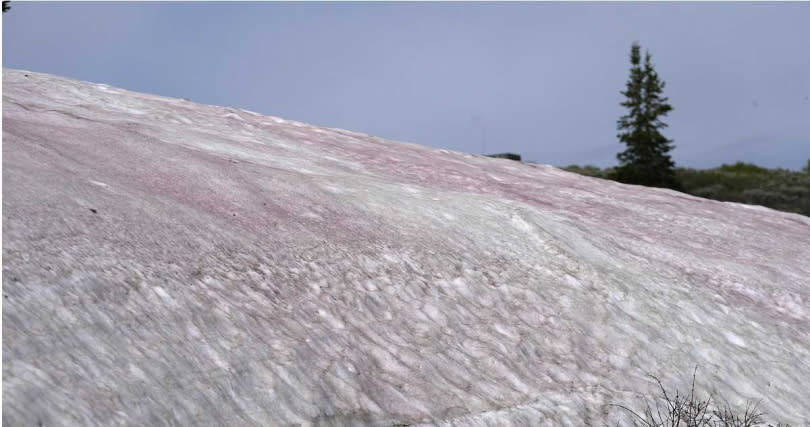 雪藻通常生長於高山或極地的積雪表面，並在夏天時開始生長，它們會將雪地染成紅色、綠色、橘色等色彩，在日本又被稱為「西瓜雪」。