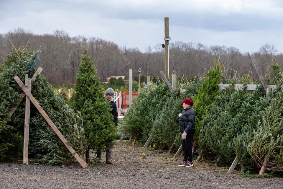 A customer chooses a pre-cut Christmas tree at Anne Ellen Christmas Tree Farm in Manalapan, NJ Wednesday, December 6, 2023.