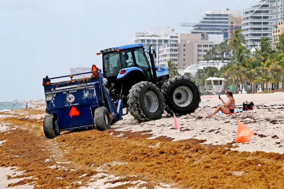 In Fort Lauderdale, a tractors mixes seaweed with the sand but cleanup efforts are not enough to clear the beach of the smelly sargassum.