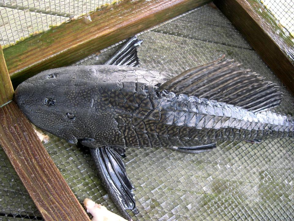 This armored catfish was one of two caught in a cast net in Colee Cove off the St. Johns River in 2005.