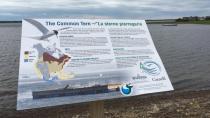 Common terns return with the help of Shediac group