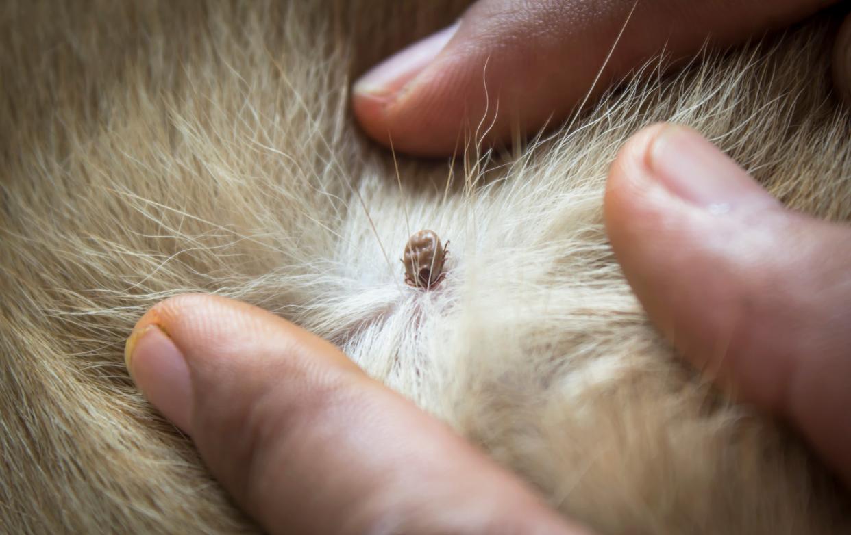 A tick embedded in a dog's skin. Here's how to remove a tick from a dog.