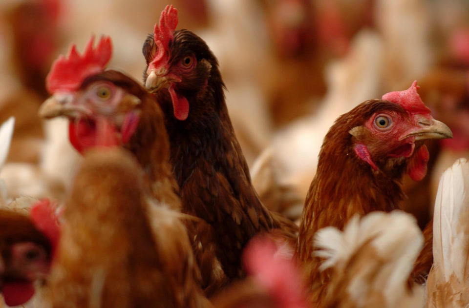 Lohman Brown chickens at Packsfield Farm, Fakenham, Norfolk. Tuesday February 21, 2006. EU countries will debate growing demands for immediate "preventive vaccination" against bird flu today, as the British government insisted that contingency plans were robust if the virus arrived in the UK. See PA Story HEALTH BirdFlu. PRESS ASSOCIATION Photo. Photo credit should read: Chris Radburn/PA.