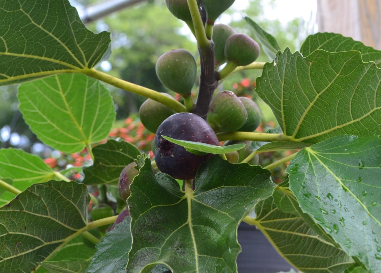 Figs change color and are soft to the touch when fully ripe.