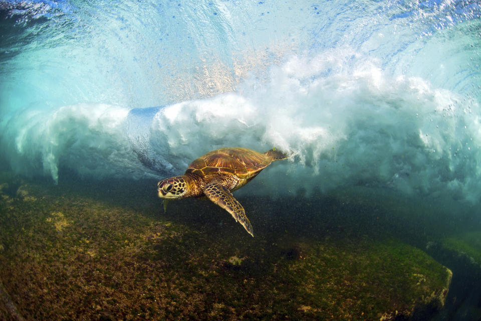 In this undated photo entitled "Close Call," a Hawaiian green sea turtle swims through a breaking wave on the North Shore of Oahu near Haleiwa, Hawaii. The image appears in photographer Clark Little's new book, "The Art of Waves." (Clark Little via AP)