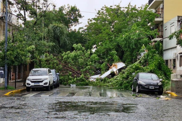 Arboles caídos en la calle Concordia al 1400