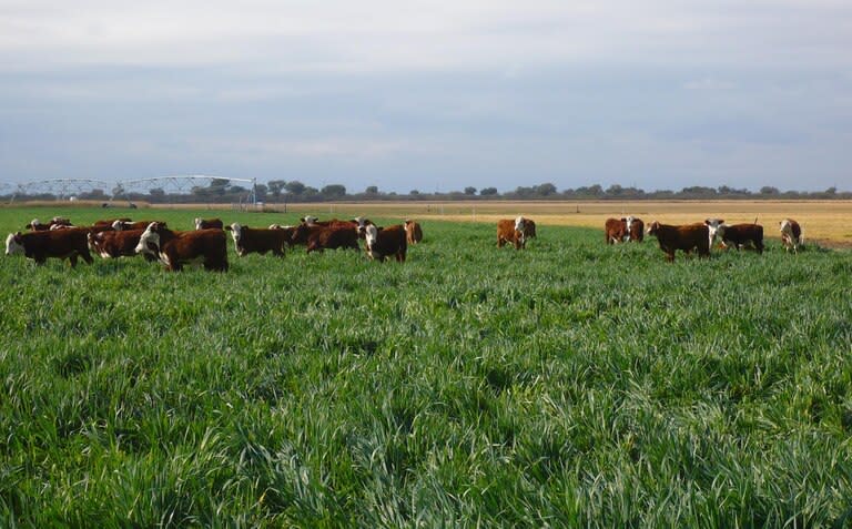 En un campo de cría, la elección temprana de buenos reproductores o el uso de semen probado permite mejorar la tasa de preñez y aumentar el porcentaje de destete y el peso y la clase de los terneros vendidos con un costo muy accesible