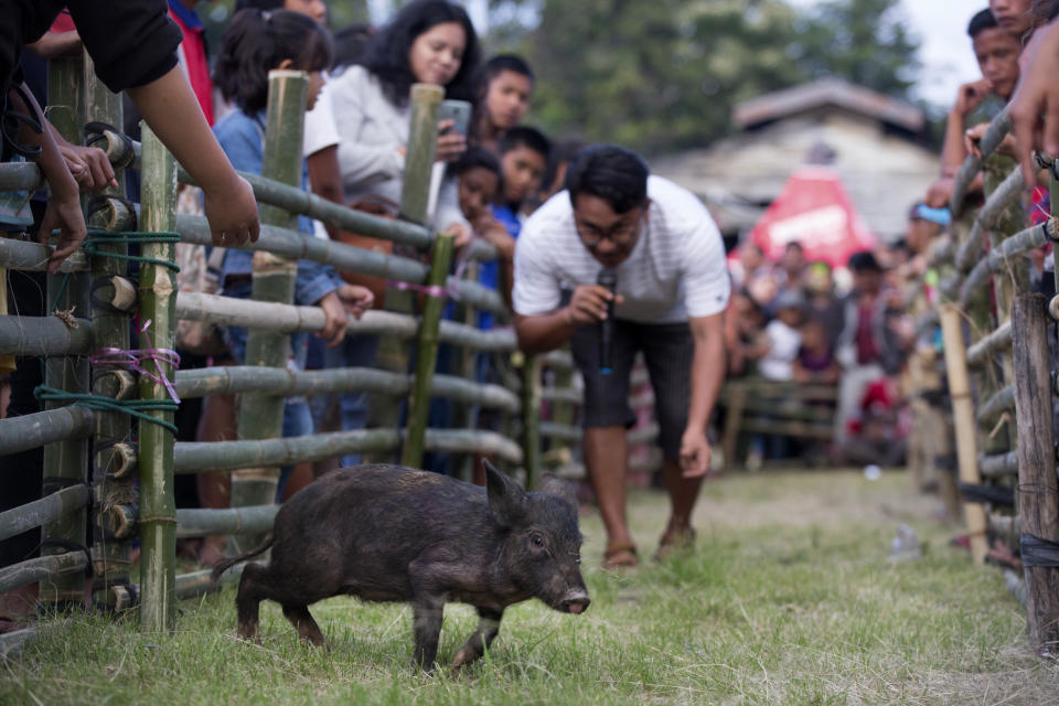 In this Friday, Oct. 25, 2019, photo, a competitor tries to attract a piglet during a pig calling competition during Toba Pig and Pork Festival, in Muara, North Sumatra, Indonesia. Christian residents in Muslim-majority Indonesia's remote Lake Toba region have launched a new festival celebrating pigs that they say is a response to efforts to promote halal tourism in the area. The festival features competitions in barbecuing, pig calling and pig catching as well as live music and other entertainment that organizers say are parts of the culture of the community that lives in the area. (AP Photo/Binsar Bakkara)