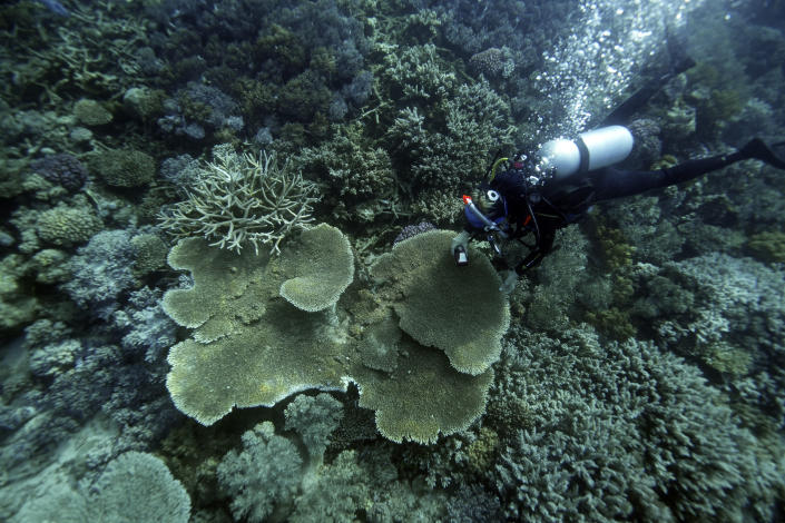 Kerry Cameron, marine biologist with Reef Recruits, examines a plate coral for signs of spawning along Moore Reef in Gunggandji Sea Country off the coast of Queensland in eastern Australia on Nov. 15, 2022. The Great Barrier Reef, battered but not broken by climate change impacts, is inspiring hope and worry alike as researchers race to understand how it can survive a warming world. (AP Photo/Sam McNeil)