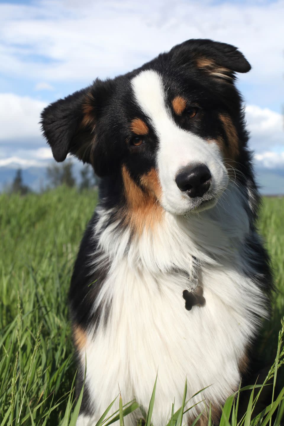 7) Australian Shepherd