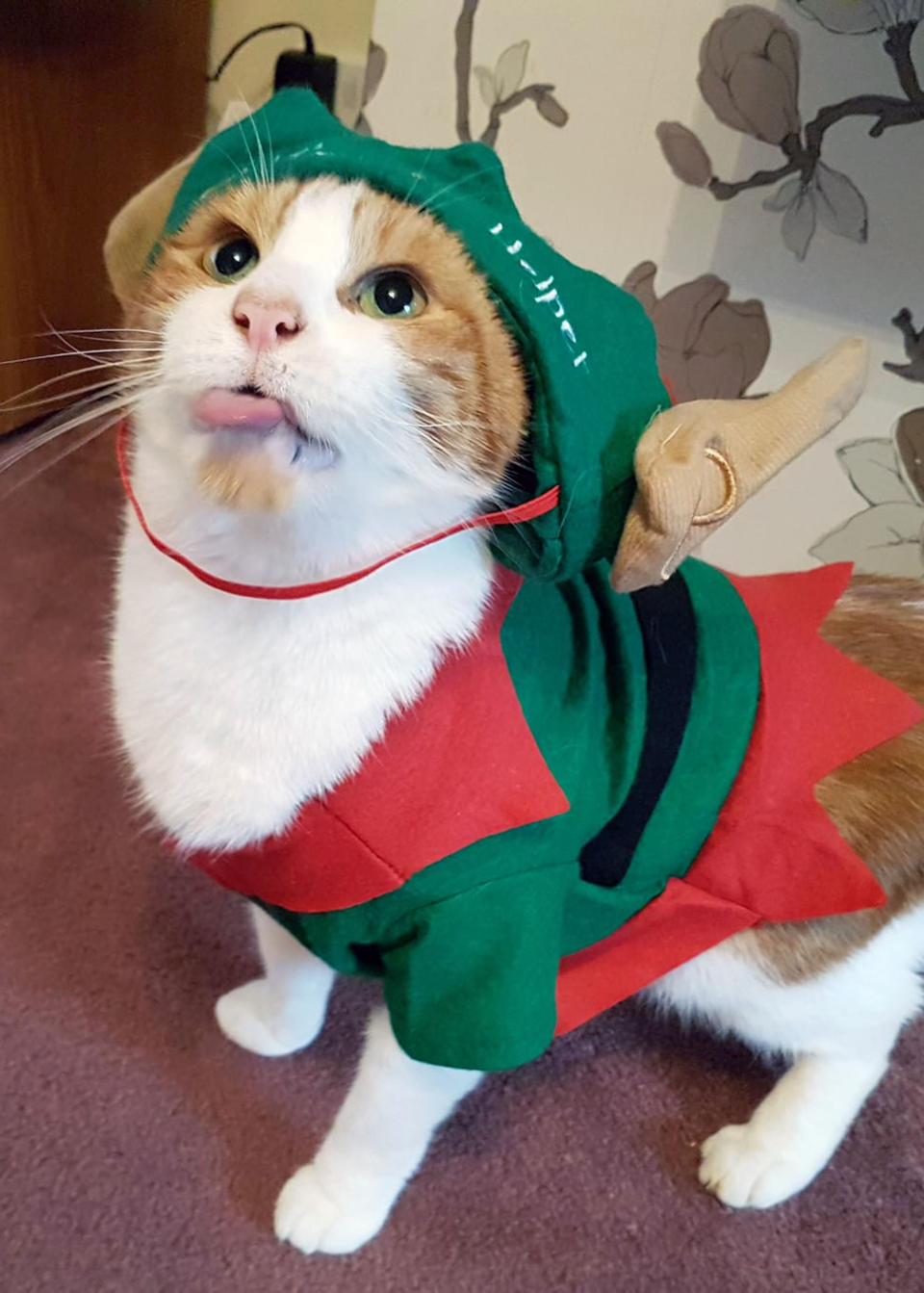 A cat dressed up as one of Santa’s elves gets into the festive spirit for Photobox’s Christmas gallery! (Photo: Photobox/Caters News)