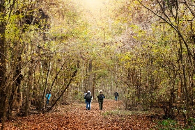 A Congaree National Park ranger guides visitors through old-growth trees.