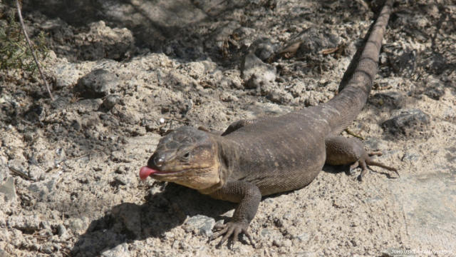 Cruising Is Endangering These Canary Islands Dunes and Killing Giant Lizards picture