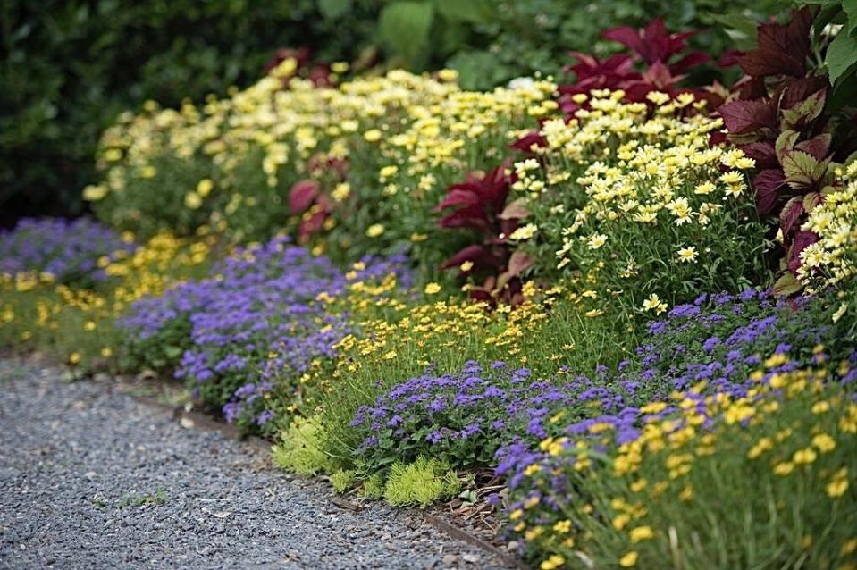Artist Blue ageratum winner of 79 awards is heat tolerant and ideal for the font of the border. Here it is partnered with Goldilocks Rocks bidens, Golden Butterfly Marguerite daisy, ColorBlaze Rediculous coleus and Lemon Coral sedum.