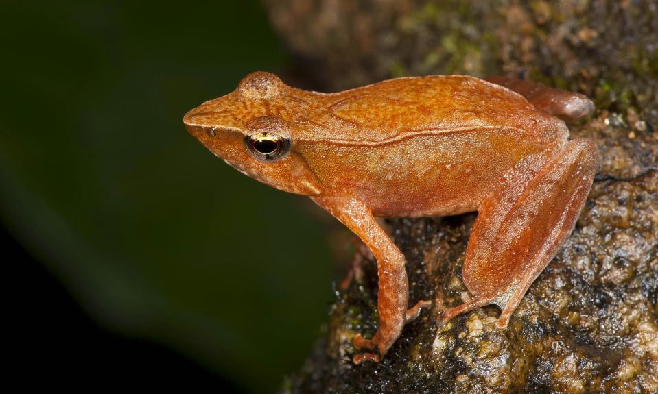 This undated photograph shows one of the 14 new species of so-called dancing frogs discovered by a team headed by University of Delhi professor Sathyabhama Das Biju in the jungle mountains of southern India. The study listing the new species brings the number of known Indian dancing frogs to 24 and attempts the first near-complete taxonomic sampling of the single-genus family found exclusively in southern India's lush mountain range called the Western Ghats, which stretches 1,600 kilometers (990 miles) from the west state of Maharashtra down to the country's southern tip. (AP Photo/Satyabhama Das Biju)