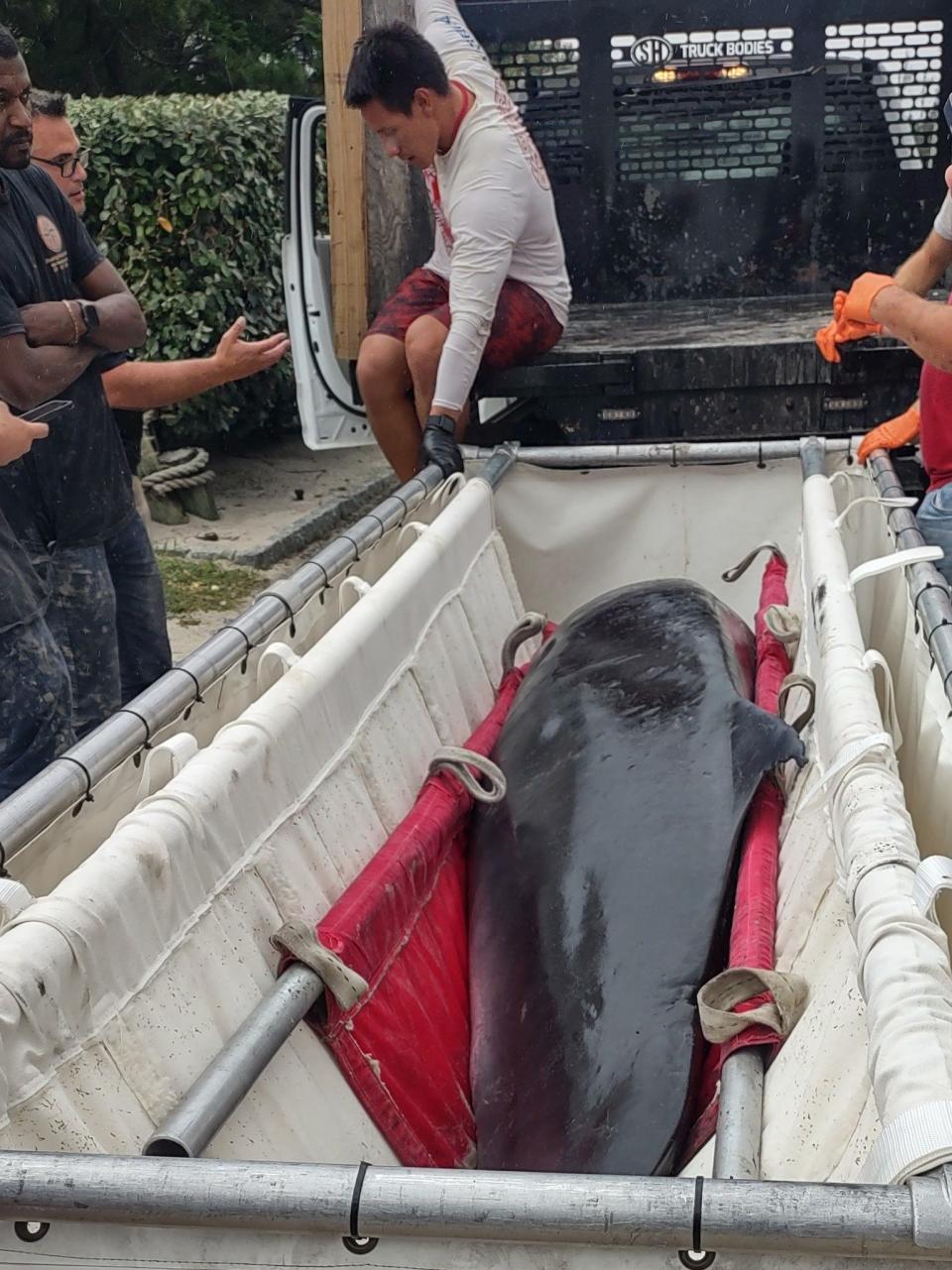 An adult female pygmy sperm whale is taken off the beach in a stretcher after stranding at the beach in  Long Beach Township. The whale was in poor conditions after stranding and was euthanized.