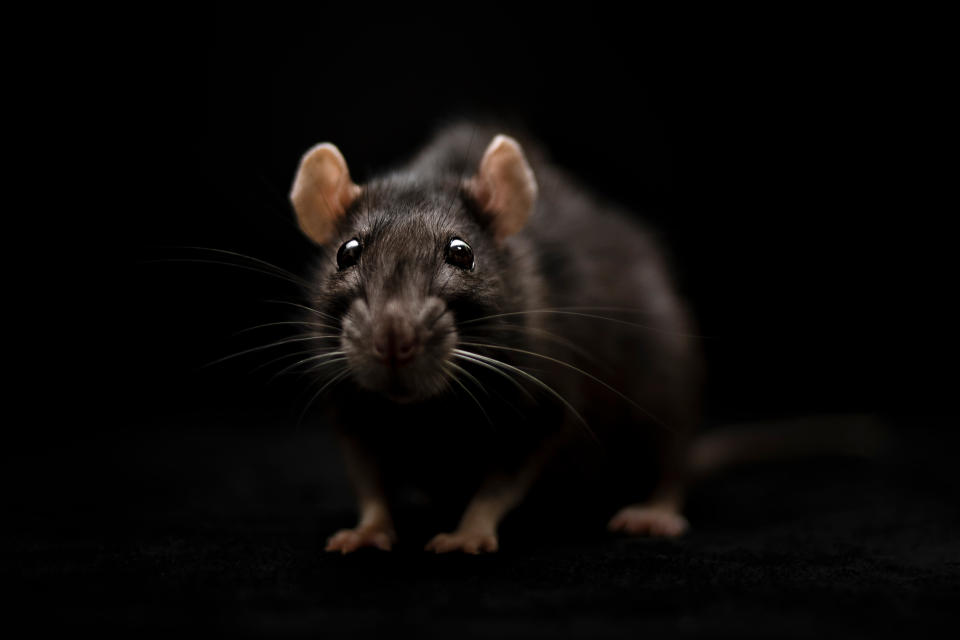 We're already dealing with a pandemic, let's not have to worry about rats in our midst, too. (PHOTO: Getty Images)
