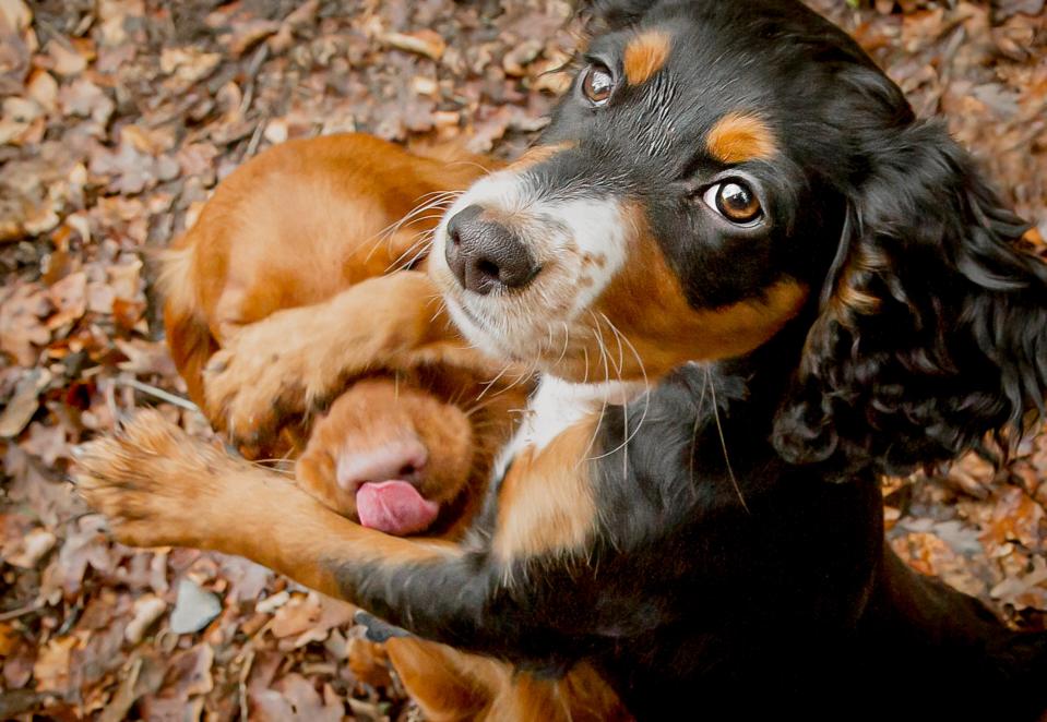 A black and brown dog places his paws over a brown dog's face.