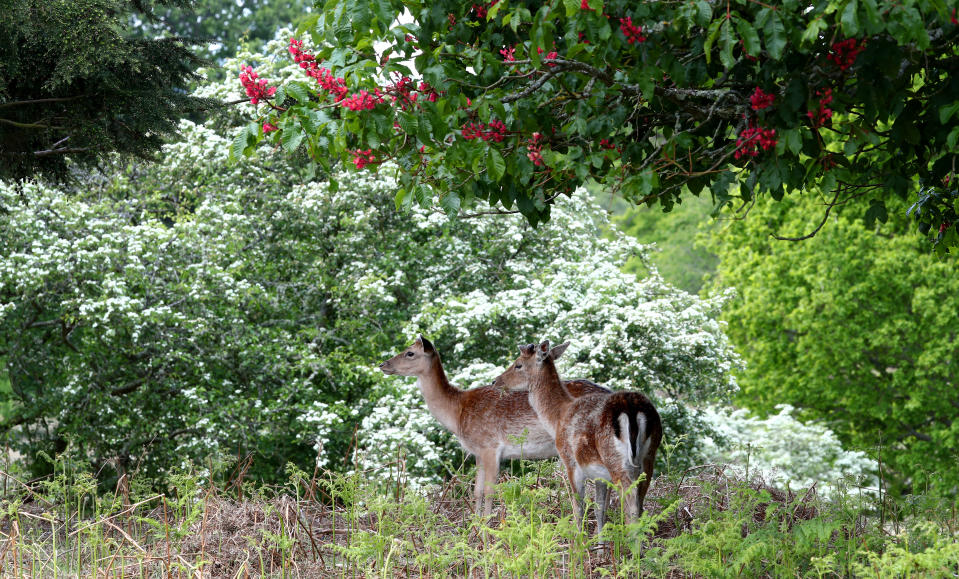 Young deer roam the Deer Park, near Ashford, Kent, during the spring weather and form part of a heard of around 100 fallow deer which were established in the 17th Century. Highs of 22C are now expected for some parts of the UK by the weekend.