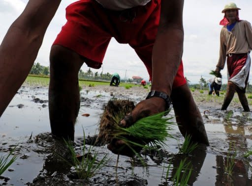 File photo of farmers planting rice in Cavite, south of the Philippine capital Manila. The Philippines, one of the world's biggest importers of rice, could go a long way to achieving its elusive goal of self-sufficiency simply by wasting less, a global research institute said
