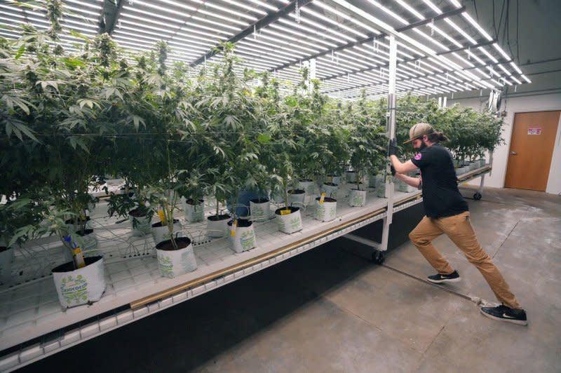 A worker pushes a row of cannabis plants in a grow room at the Beleaf Medical Growing Facility in Earth City, Mo., in 2023. On Tuesday, the U.S. Drug Enforcement Administration agreed to reclassify cannabis, removing its association with deadly drugs such as heroin and LSD and acknowledging that it has moderate to low risk for users. File Photo by Bill Greenblatt/UPI