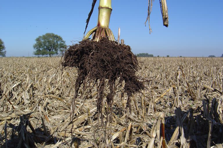 Las raíces de las gramíneas mejoran la estructura del suelo
