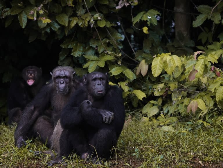 Algunos de los chimpancés que viven en las islas del río Kuillu, donde funciona en santuario