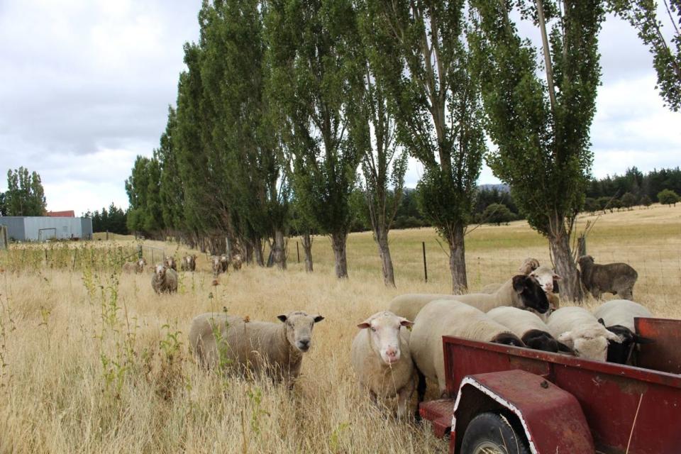 位於澳洲塔斯馬尼亞的Belgrove蒸餾廠附近的羊群。