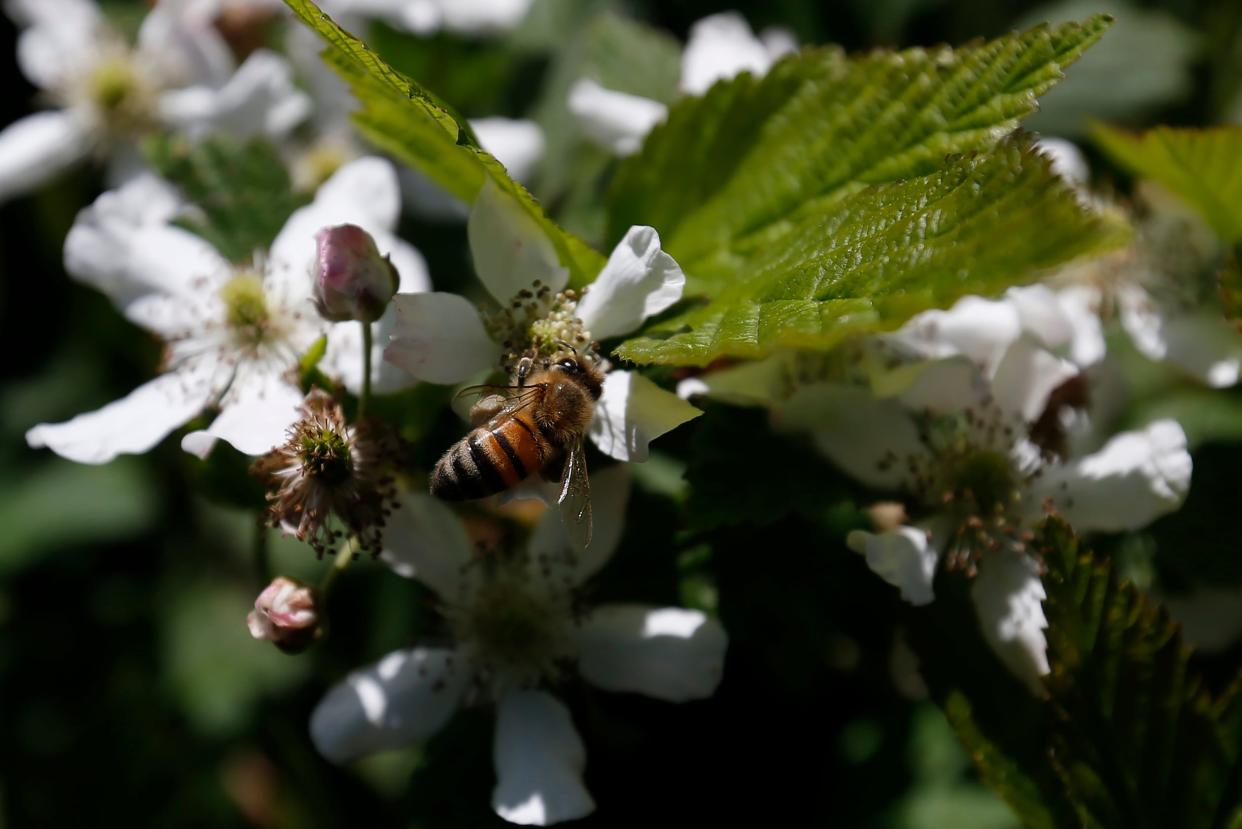 A honey bee on blooming wild blackberries on the trails of Sandy Creek Nature Center in Athens, Ga., on Tuesday April 18, 2023.
