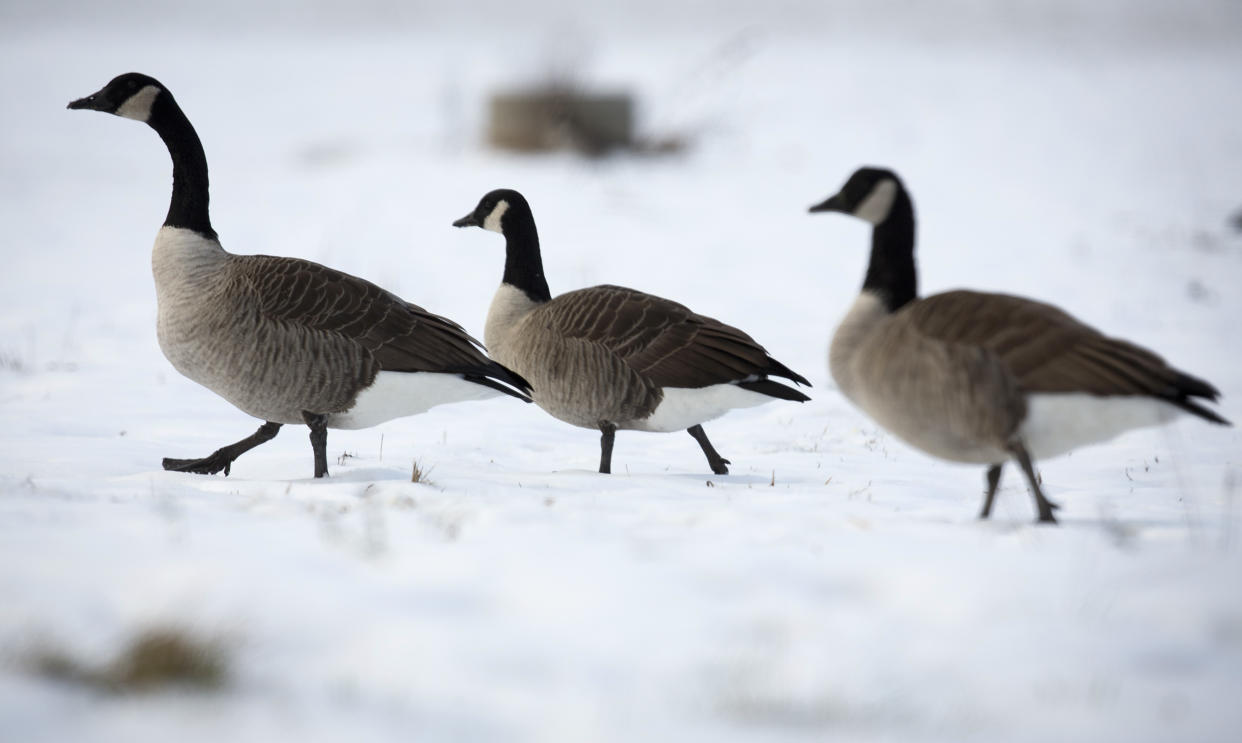 Geese look for food in a snowy field in Guilford, Connecticut December 15, 2013. A large winter storm that dumped snow across the U.S. Midwest and East Coast swept into its final stage as it passed over New England on Sunday, with forecasters predicting a foot (30.48 cm) or more of snow in Maine.       REUTERS/Carlo Allegri (UNITED STATES - Tags: SOCIETY ANIMALS ENVIRONMENT)