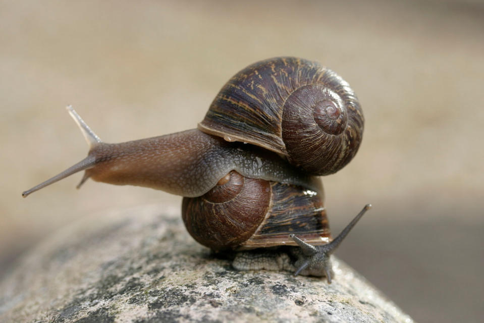 Jeremy the snail (top) has a rare shell that spirals counter-clockwise. <cite>University of Nottingham</cite>