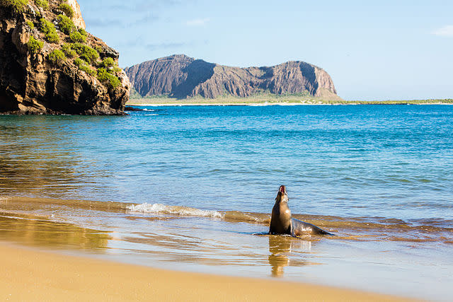 Located around 1,000 km off the coast of Ecuador, the Galapagos Islands is a classic example of how tourism can threaten native habitats. Since the 1970s, when the Islands were first opened to tourists, around 1,579 foreign species have been introduced mostly by the humans visiting the islands, either accidentally or intentionally. In 2007, the United Nations added Galapagos, the island that inspired Darwin's theory of Evolution, to its List of World Heritage in Danger. While curtailing tourists is a challenge for an economy which relies heavily on tourism, Galapagos authorities are trying to bring in curbs. Around 97 per cent of the area has been designated as part of the national park, with the area monitored carefully and visitors are only allowed to visit designated areas with an authorised naturalist guide. Further, tourists need to adhere to around 14 rules, which include sticking to designated trails and a ban on motorised aquatic sports and aerial tourism in the Marine Reserve and National Park. <em><strong>Image credit</strong></em><strong>: </strong>By Diego Delso, CC BY-SA 4.0, https://commons.wikimedia.org/w/index.php?curid=42475111