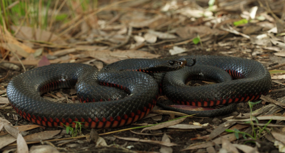 A red-bellied black snake on the ground.