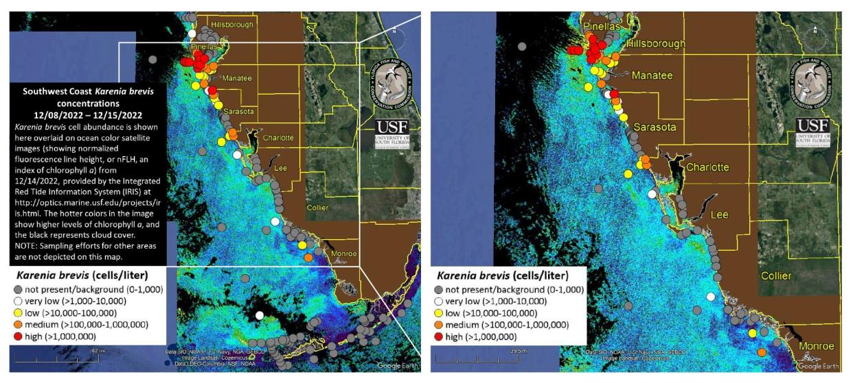 Samples show that a red tide bloom that has plagued Sarasota County waters for weeks has now concentrated around Pinellas County.