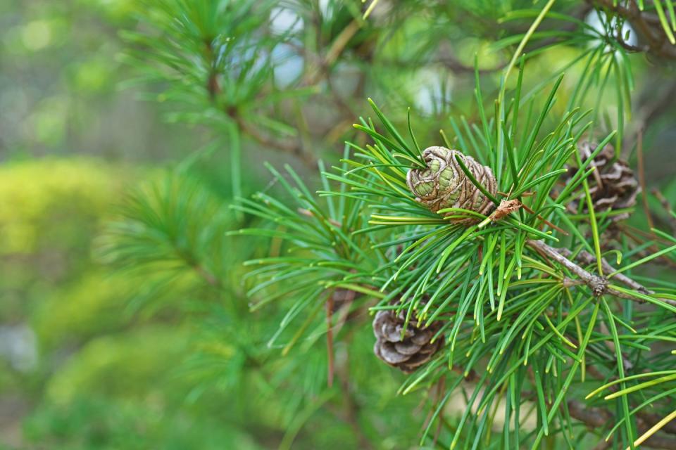 sciadopitys verticillata