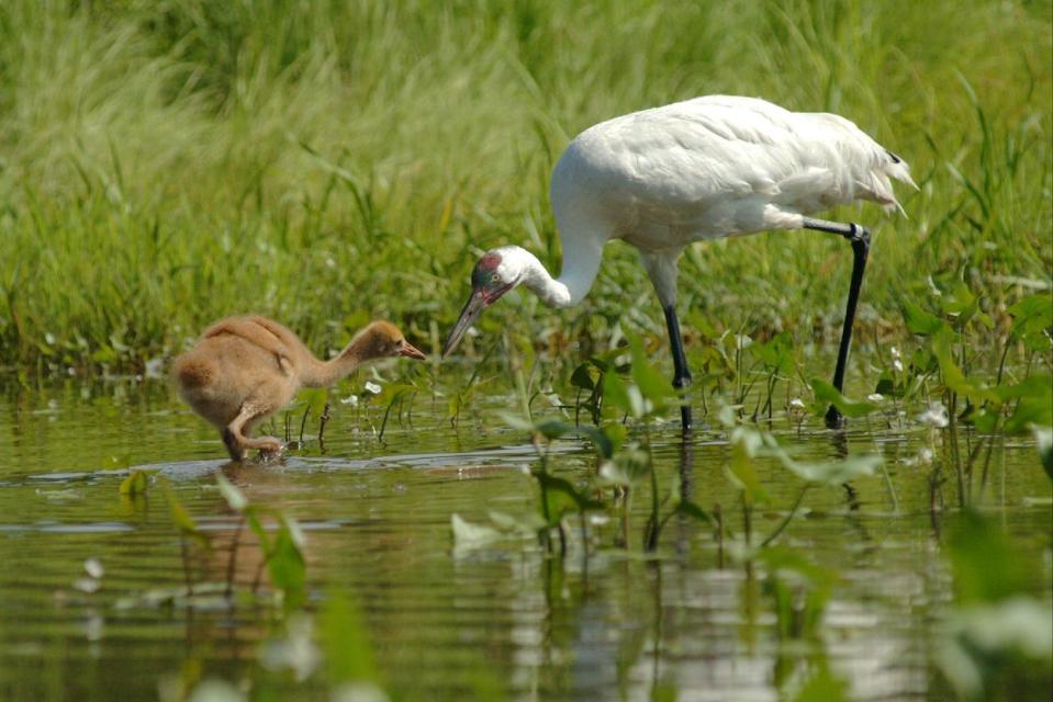 An adult whooping crane feeds its chick, or colt, in a wetland. Unlike sandhill cranes, whooping cranes are still an endangered species.