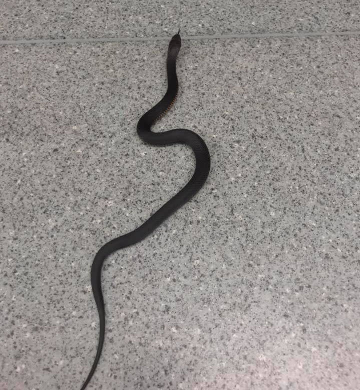 The red-bellied black snake bit the nurse after he tried to remove the snake from the Noosa nursing home. Source: Facebook / Snake Catcher Noosa