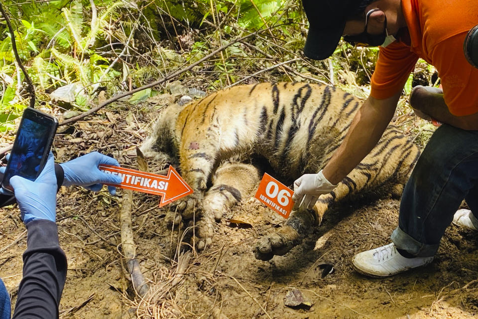 Investigators examine the carcass of one of three Sumatran tigers found dead in Ie Buboh village in South Aceh, Indonesia, Thursday, Aug. 26, 2021. A critically endangered Sumatran tiger and its two cubs were found dead in a conservation area on Sumatra island after being caught in boar traps, in the latest setback to a species whose numbers are estimate to have dwindled to about 400 individuals, authorities said Friday, Aug. 27, 2021. (AP Photo/Tuah Albanna)